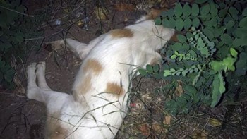 Φρίκη στη Λαμία- Δηλητηρίασαν με φόλα τέσσερα σκυλιά