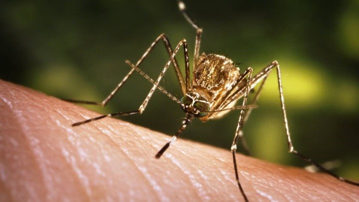 Νέο κρούσμα του ιού του Δυτικού Νείλου στη Λάρισα