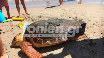 Κρήτη – Νεκρή χελώνα ξεβράστηκε στο Αμμούδι – ΦΩΤΟ