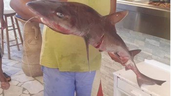 Ψαράς “έπιασε” καρχαρία κοντά στη Γαύδο – ΦΩΤΟ