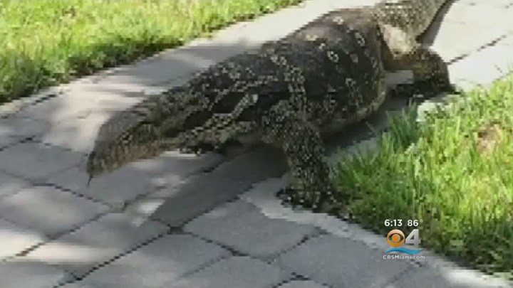 Σαύρα “τέρας” εντοπίστηκε σε αυλή σπιτιού – Τρομοκρατημένη η οικογένεια – ΒΙΝΤΕΟ