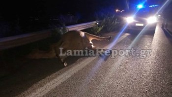 Ασυνήθιστο τροχαίο στη Λαμία: Φορτηγό τράκαρε με αγελάδα – ΦΩΤΟ