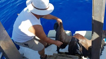 Τραυματισμένος γύπας εντοπίστηκε στη θαλάσσια περιοχή της Κρήτης- ΦΩΤΟ