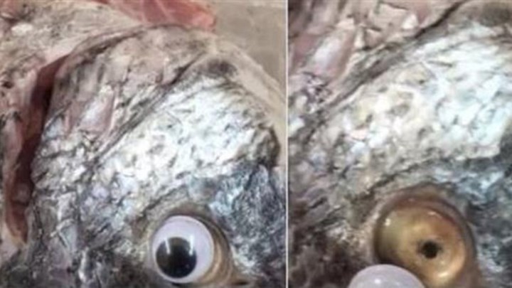 Εστιατόριο κολλούσε ψεύτικα πλαστικά μάτια στα ψάρια για να φαίνονται… φρέσκα – ΦΩΤΟ