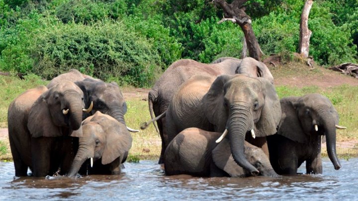 Θηριωδία λαθροκυνηγών στην Μποτσουάνα – Αποκεφάλισαν 87 ελέφαντες – Σκληρές εικόνες