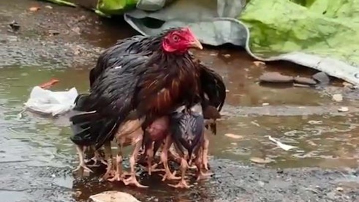 Σαν την αγάπη της μάνας δεν έχει: Κότα προστατεύει τα «κλωσσόπουλα» από την βροχή με τα φτερά της – ΒΙΝΤΕΟ