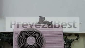 Γάτος στην Πρέβεζα μαγνητίζει τα βλέμματα των περαστικών – ΦΩΤΟ