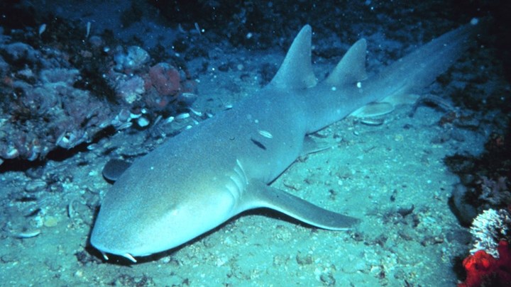 Και όμως: Υπάρχουν και… χορτοφάγοι καρχαρίες