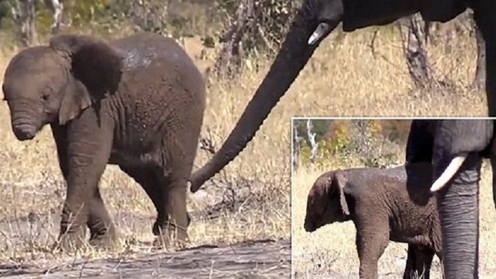Αγωνία για τη ζωή μωρού ελέφαντα που δεν έχει προβοσκίδα – ΦΩΤΟ – ΒΙΝΤΕΟ