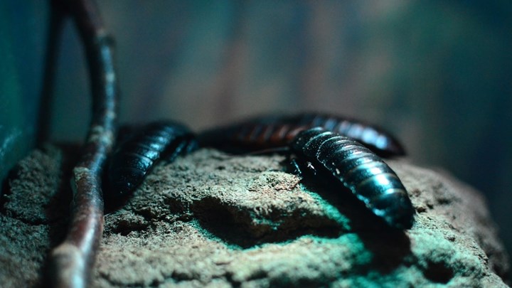 Έκλεψαν 7.000 έντομα και σαύρες από μουσείο – Άρπαξαν και μία από τις πιο δηλητηριώδεις αράχνες στον κόσμο