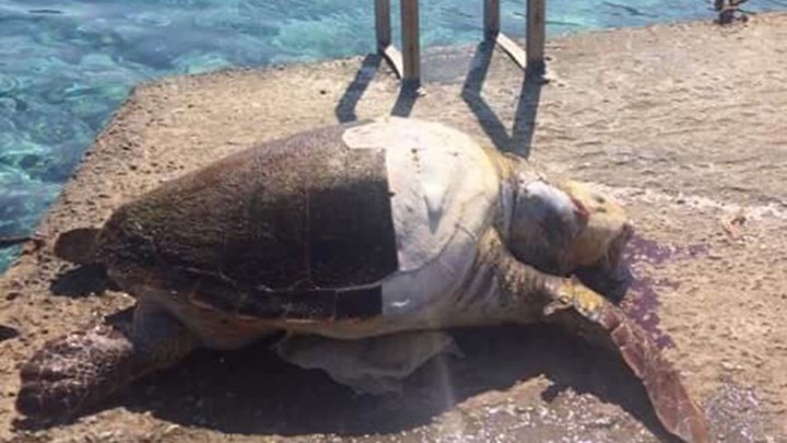 Νεκρή θαλάσσια χελώνα εντόπισε ψαράς στη Σύρο – ΦΩΤΟ