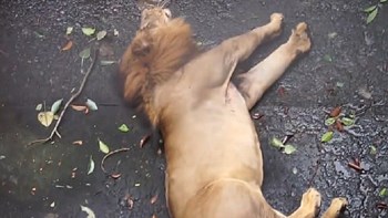 Σοκαριστικό ΒΙΝΤΕΟ: Λιοντάρι κατέρρευσε σε ζωολογικό κήπο στη Μανίλα