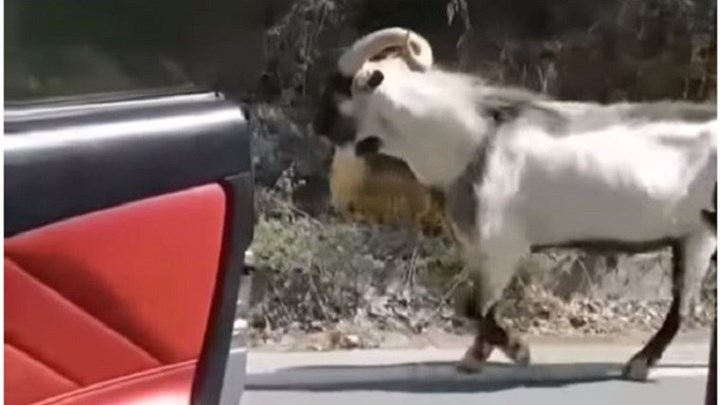 Πρωτοτυπία για οδηγό – “Κρι κρι” challenge με τράγο στην Κρήτη – ΒΙΝΤΕΟ