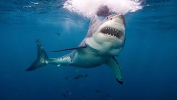 Διπλή επίθεση καρχαρία στην Αυστραλία – 12χρονη και 46χρονη τα θύματα