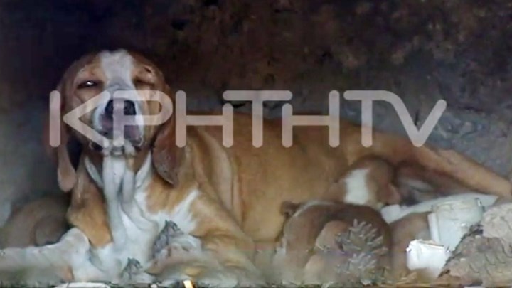 Κτηνωδία – Έκλεισαν σκυλίτσα με τα κουτάβια της μέσα σε φούρνο και έβαλαν φωτιά – ΒΙΝΤΕΟ
