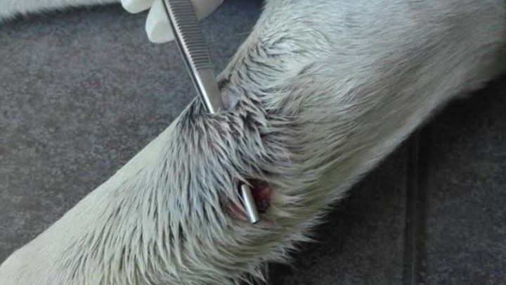 Αστυνομικός πυροβόλησε σκύλο στον Ταύρο – ΦΩΤΟ