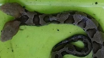 Φίδι με… δύο κεφάλια “έκοβε βόλτες” σε αυλή σπιτιού – ΦΩΤΟ