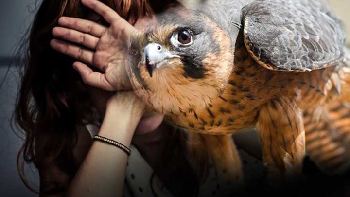 Σοκ στην Πρέβεζα – Γυναίκα παραλίγο να χάσει τα μάτια της από επίθεση γερακιού