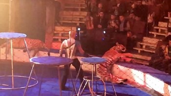 Τίγρης κατέρρευσε σε τσίρκο – Τρομοκρατημένοι οι θεατές έβλεπαν το ζώο να τρέμει – ΒΙΝΤΕΟ