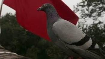 Ταϊλάνδη: Ποινές φυλάκισης και πρόστιμο σε όσους ταΐζουν τα περιστέρια