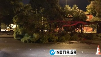 Οι θυελλώδεις άνεμοι “τσάκισαν” δέντρα και κολόνες στην παραλιακή – ΦΩΤΟ – ΒΙΝΤΕΟ