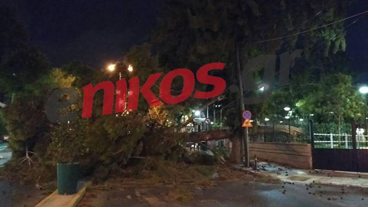 Δέντρο “έκοψε” τον δρόμο στη μέση στο Περιστέρι – ΦΩΤΟ αναγνώστη