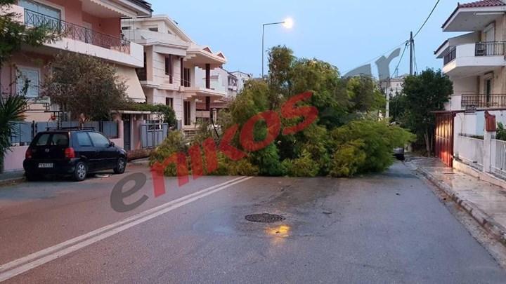 Δέντρο ξεριζώθηκε από τον αέρα στον Γέρακα και έκλεισε τον δρόμο – ΦΩΤΟ αναγνώστη