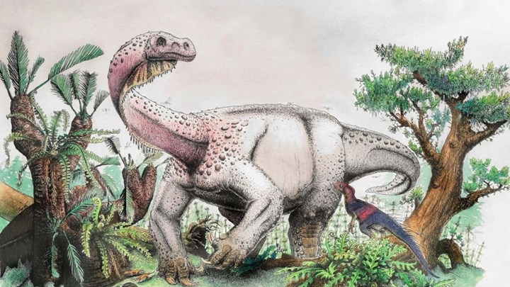 Ανακαλύφθηκε στη Νότια Αφρική ο αρχαιότερος γιγαντιαίος δεινόσαυρος- ΒΙΝΤΕΟ
