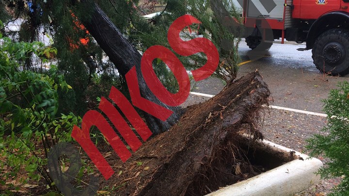 Ο ”Ζορμπάς” ξερίζωσε δέντρα στην Μεσσηνία – ΦΩΤΟ αναγνώστη