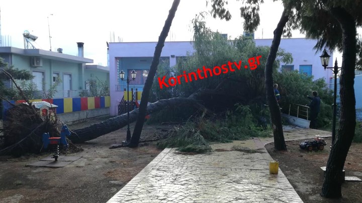 Δέντρο ξεριζώθηκε και έπεσε στην είσοδο νηπιαγωγείου στην Κόρινθο – ΦΩΤΟ