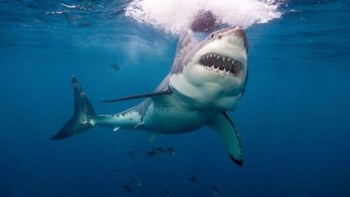 Καρχαρίας επιτέθηκε σε 13χρονο – Νοσηλεύεται σε κρίσιμη κατάσταση –  ΒΙΝΤΕΟ