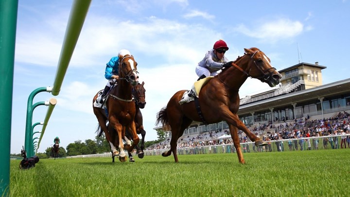 Άλογο κούρσας εισέβαλε σε… μπαρ – Πανικόβλητοι οι θαμώνες – ΒΙΝΤΕΟ