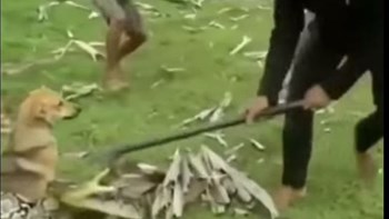 Αυτά τα αγόρια έγιναν… άνδρες για χάρη του σκύλου τους – Πάλεψαν με βόα για να τον σώσουν – ΒΙΝΤΕΟ