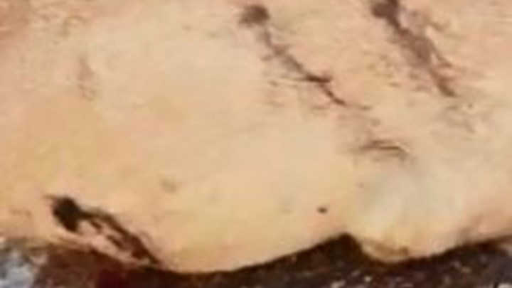 Φρίκη στα Χανιά: Πυροβόλησαν και σκότωσαν έγκυο σκυλίτσα