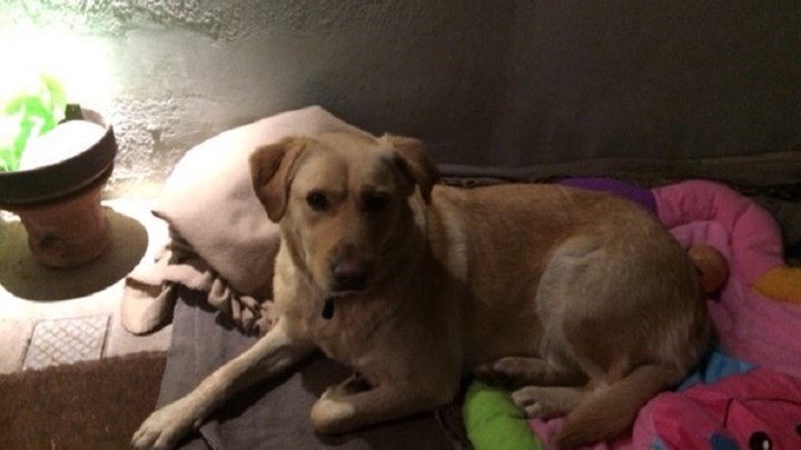 Επιχειρηματίας προσφέρει αμοιβή για να βρεθεί αυτός που σκότωσε την έγκυο σκυλίτσα στα Χανιά