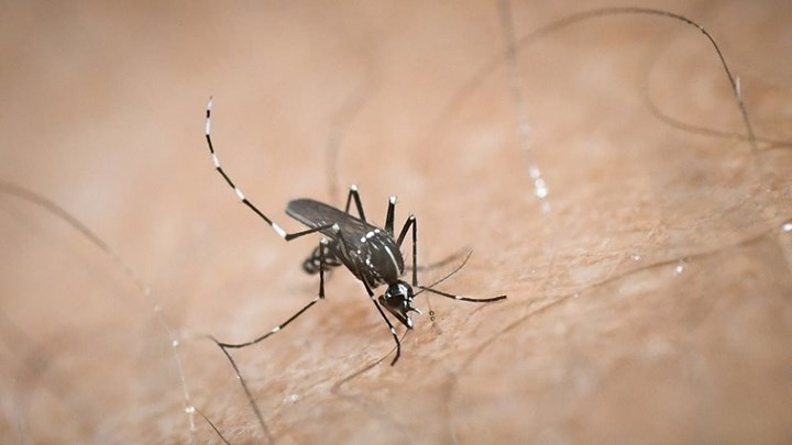 Μακραίνει ο κατάλογος των κρουσμάτων από τον ιό του Δυτικού Νείλου: Τέσσερις θάνατοι μέσα σε μία εβδομάδα