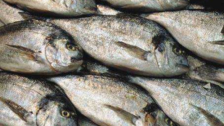 Κατασχέθηκαν 69 κιλά ακατάλληλα ψάρια στην ιχθυόσκαλα Νέας Μηχανιώνας