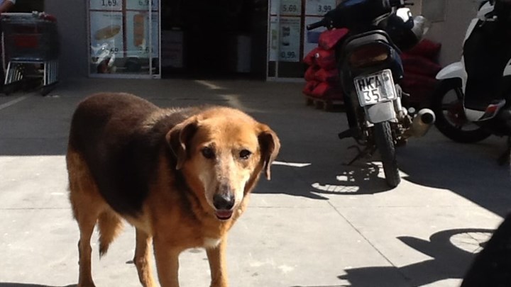 “Έφυγε” ο Χάτσικο της Κρήτης – Επί οκτώ χρόνια πήγαινε στο σουπερμάρκετ περιμένοντας το αφεντικό του – ΒΙΝΤΕΟ