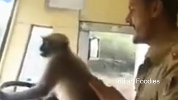 Μαϊμού… “οδηγός” λεωφορείου! – ΒΙΝΤΕΟ