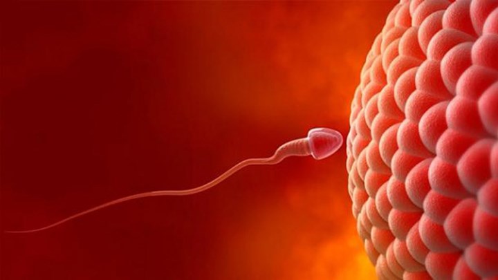 Η γονιμότητα των ανδρών είναι και θέμα… μεγέθους