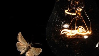 Γιατί τα έντομα πετάνε προς στις λάμπες