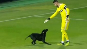 Σκύλος διέκοψε αγώνα για να κάνει… παιχνίδια με τον τερματοφύλακα – ΒΙΝΤΕΟ