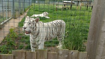 Λευκή τίγρης κατασπάραξε υπάλληλο ζωολογικού κήπου – Η επιθυμία “έκπληξη” της οικογένειάς του