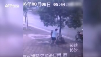 Δεν ξανάγινε: Για να κλέψει ένα ποδήλατο έκοψε ολόκληρο δέντρο – ΒΙΝΤΕΟ