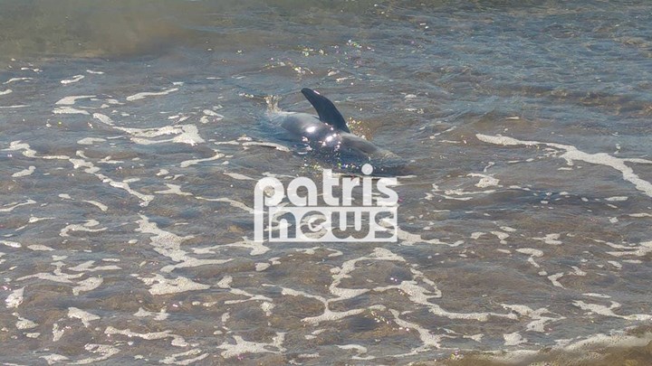 Επιχείρηση διάσωσης δελφινιού σε παραλία του Πύργου – ΦΩΤΟ – ΒΙΝΤΕΟ