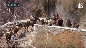 Τέλος οι υπέρβαροι τουρίστες από τα γαϊδουράκια της Σαντορίνης