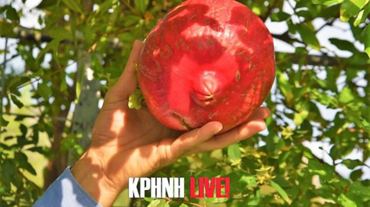 Ρόδι για ρεκόρ Γκίνες στα Τρίκαλα – ΦΩΤΟ