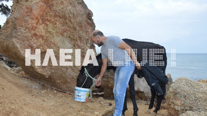 Χάιδω: Το άλογο που κολυμπούσε για 15 ώρες στη θάλασσα και σώθηκε από ψαράδες – ΦΩΤΟ – ΒΙΝΤΕΟ