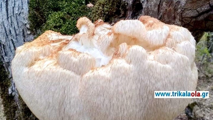 Τεράστιο και σπάνιο είδος μανιταριού βρέθηκε στα Τρίκαλα – Ζυγίζει 5,5 κιλά – ΦΩΤΟ