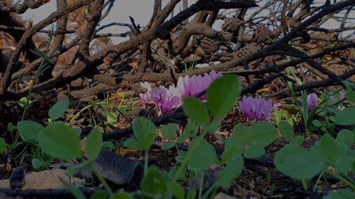 Η φύση στέλνει το μήνυμά της – Τα κυκλάμινα της ελπίδας φυτρώνουν στο Μάτι – ΒΙΝΤΕΟ
